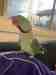Alexandrine