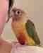 Conure