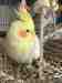 Cockatiel