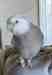 Cockatiel
