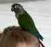Conure