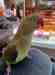 Alexandrine