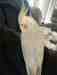 Cockatiel