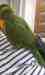 Lory / Lorikeet