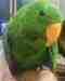 Eclectus