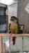 Conure