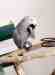 African Grey