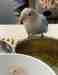 Lovebird