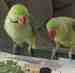 Alexandrine