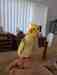 Cockatiel
