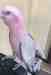 Galah Cockatoo