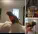 Lory / Lorikeet