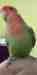 Lovebird