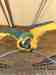 Macaw