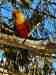 Conure