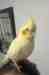 Cockatiel
