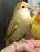 Lovebird