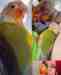 Conure