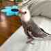 Cockatiel