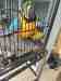 Macaw