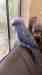 Indian Ringneck Parakeet
