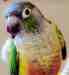 Conure