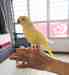 Indian Ringneck Parakeet