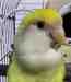 Lovebird