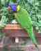 Lory / Lorikeet