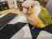 Conure