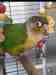 Conure