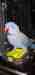 Indian Ringneck Parakeet