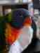 Lory / Lorikeet
