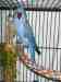Indian Ringneck Parakeet