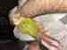Conure