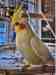 Cockatiel
