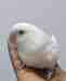 Lovebird