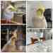 Cockatiel
