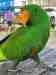 Eclectus
