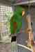 Eclectus