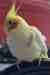 Cockatiel