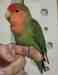 Lovebird