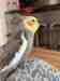 Cockatiel