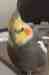 Cockatiel