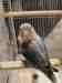 Lovebird