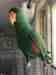 Eclectus