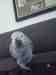 African Grey