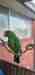 Eclectus