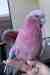 Galah Cockatoo