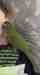 Macaw